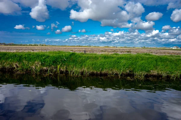 Parlak bir su güzel arka plan ile renkli Lale çiçek
