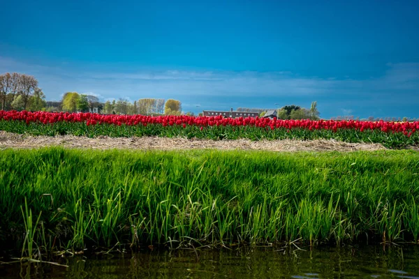 Flores de tulipán de colores con hermoso fondo en un su brillante —  Fotos de Stock