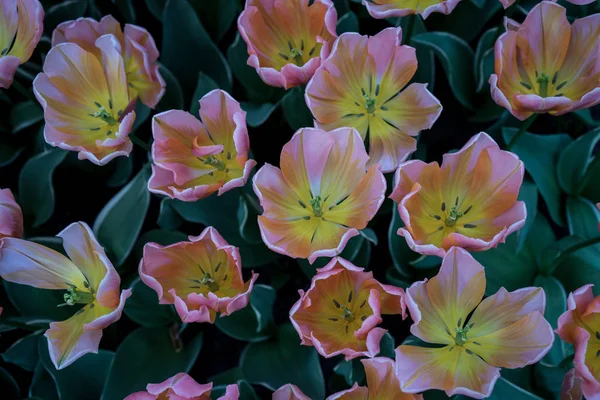Fiori di tulipano colorati con un bellissimo sfondo su un brillante su — Foto Stock