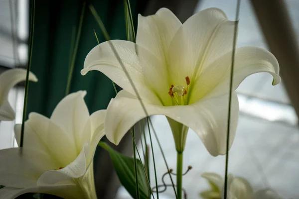 明るい su の美しい背景を持つカラフルなチューリップの花 — ストック写真