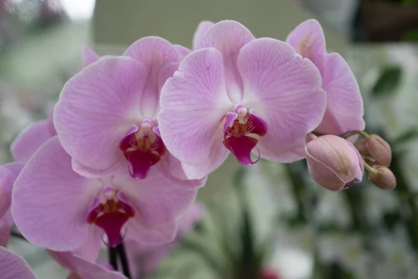 Fiori di orchidea colorati con uno sfondo bello su una s lucente — Foto Stock