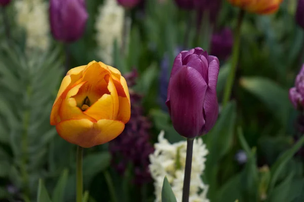 Fiori di tulipano colorati con un bellissimo sfondo su un brillante su — Foto Stock