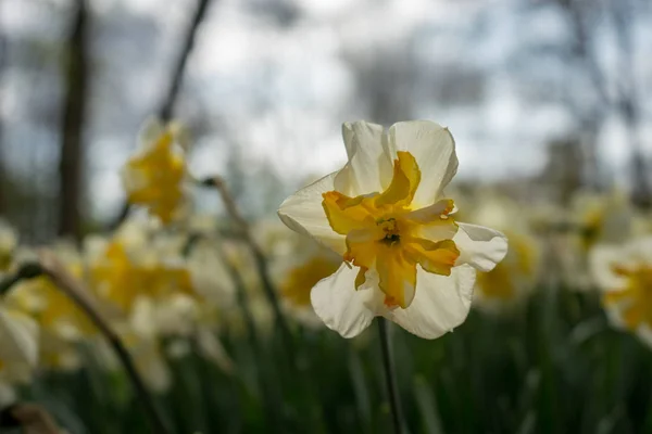 Барвисті квіти тюльпанів з красивим тлом на яскравому су — стокове фото