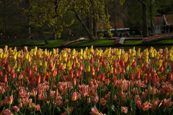 Tulipan kolorowe kwiaty z pięknym tle na jasne su — Zdjęcie stockowe
