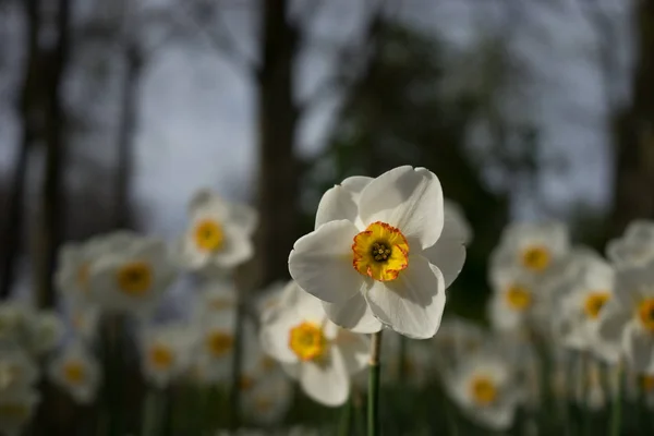 Bunte Narzissenblüten mit schönem Hintergrund auf einem hellen — Stockfoto