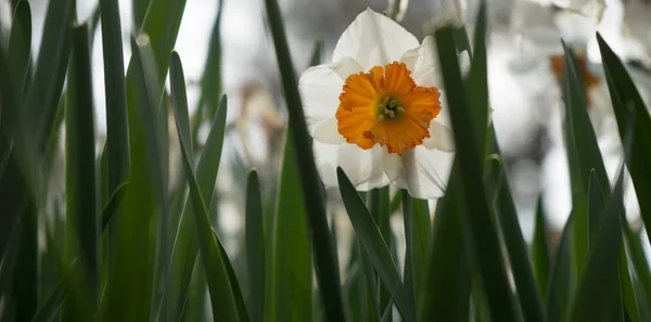 Bunte Narzissenblüten mit schönem Hintergrund auf einem hellen — Stockfoto