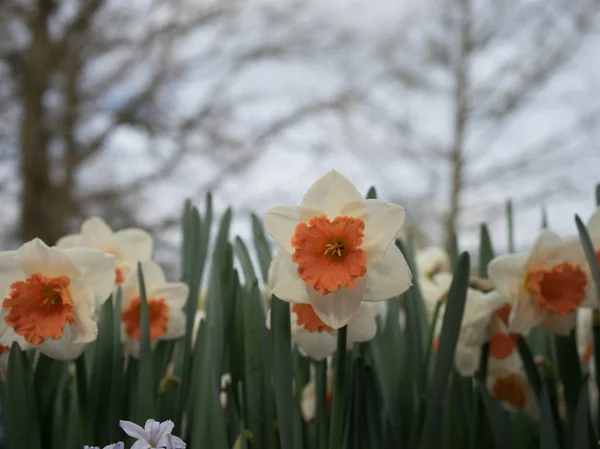 Flores coloridas de narciso com belo fundo em um brilhante — Fotografia de Stock