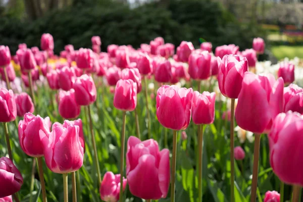 Bunte Tulpenblumen mit schönem Hintergrund auf einem hellen — Stockfoto