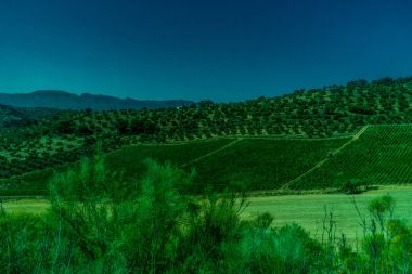 Yeşillik, dağlar, çiftlikler ve Ronda eteklerinde alanlar 