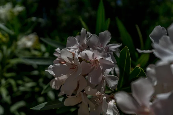 Bílá květinová rostlina na pěší stezce na Tajo de Ronda v — Stock fotografie