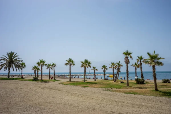Um grupo coletivo de palmeiras na praia de Malagueta em Málaga, S — Fotografia de Stock