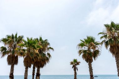 Malaguera beach ile okyanus arka boyunca uzun palmiye ağaçları