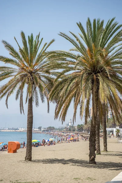 Wysoki twin Palm wzdłuż Malaguera plaży z latarni — Zdjęcie stockowe