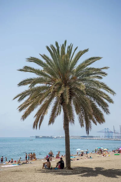 Wysokie palmy wzdłuż plaży Malaguera z oceanu w liczby — Zdjęcie stockowe