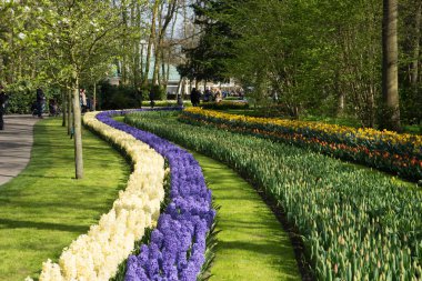 Lisse, Hollanda, Avrupa Birliği'nde bir bahçede lale ve sümbül sırası