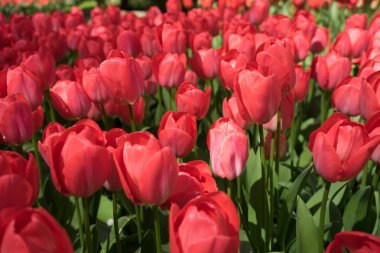 Kırmızı lale tomurcukları Içinde Lisse, Keukenhoff, Hollanda, Avrupa