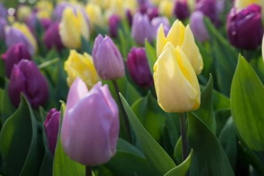 Yellow and pink colored tulip flowers in a garden with fountain 