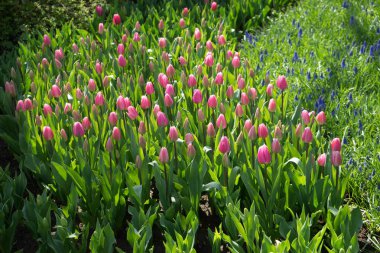 Pembe ve gül renkli Laleli Lisse, Hollanda bir bahçede, 