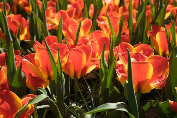 Tulipanes rojos en un jardín en Lisse, Países Bajos, Europa — Foto de Stock