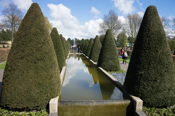 Lisse, Hollanda, Avrupa Birliği'nde bir bahçede koni ağacı ve su birikintisi — Stok fotoğraf