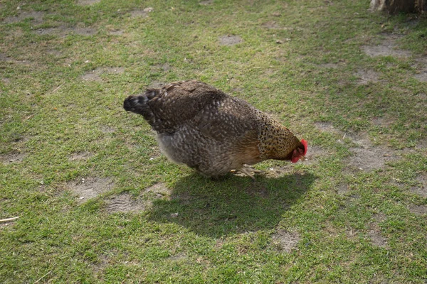 Курица на траве в саду в Лиссе, Нидерланды, Европа — стоковое фото