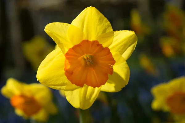 Flores de narciso laranja amarelo em um jardim em Lisse, Países Baixos — Fotografia de Stock