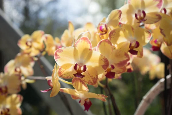 Orchidee bianche in un giardino a Lisse, Paesi Bassi, Europa — Foto Stock