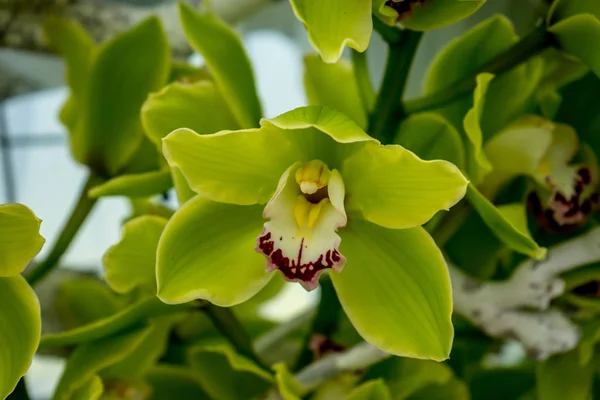 Orchidee Teal in un giardino a Lisse, Paesi Bassi, Europa — Foto Stock