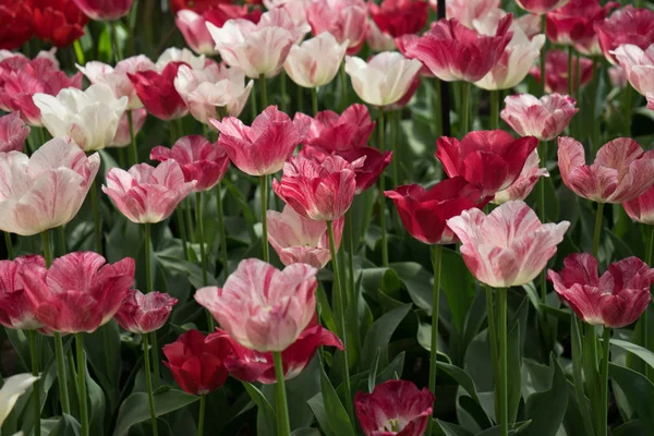Fiori di tulipano rosa e rosso in un giardino a Lisse, Paesi Bassi, E — Foto Stock
