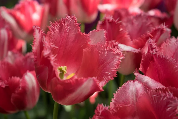 Des bourgeons de tulipes rouges dans un jardin à Lisse, Pays-Bas, Europe — Photo