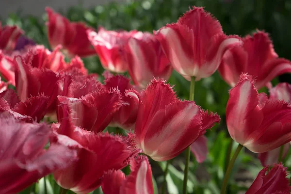 Gemme di tulipano rosso in un giardino a Lisse, Paesi Bassi, Europa — Foto Stock