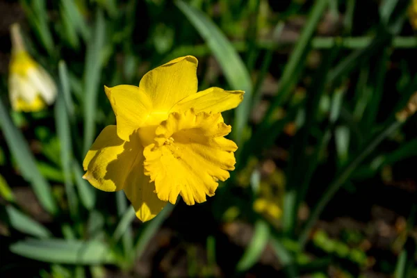 Narciso de cor amarela com fundo borrado em Lisse, Keuk — Fotografia de Stock