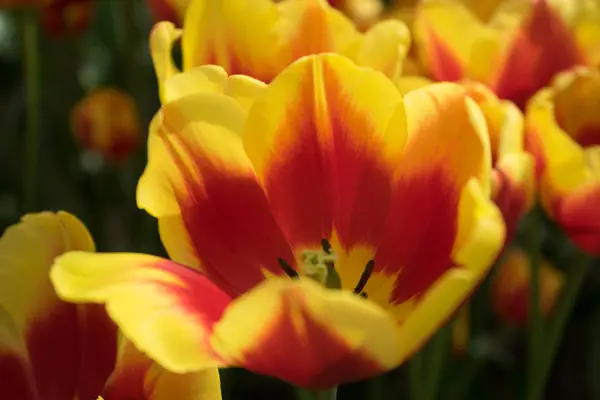 Sárga tulipán virágok egy kertben Lisse, Hollandia, Európa — Stock Fotó