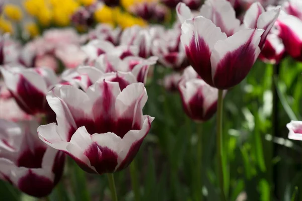 Flores brancas e da tulipa Magenta em um jardim em Lisse, Países Baixos — Fotografia de Stock