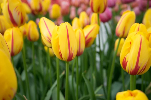 ヨーロッパ、オランダ、リススの庭の黄色いチューリップの花 — ストック写真