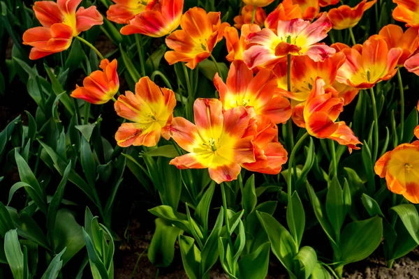 Red and Yellow tulip flowers in a garden in Lisse, Netherlands, — Stock Photo, Image