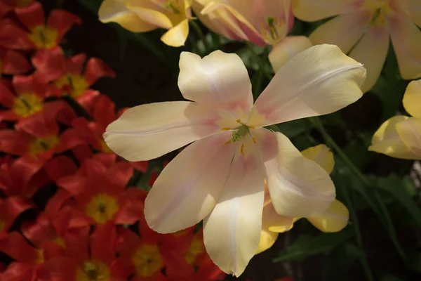 リッセの庭でクリームチューリップの花, オランダ, ヨーロッパ — ストック写真