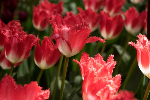 Red color tulip flowers in a garden in Lisse, Netherlands, Europ