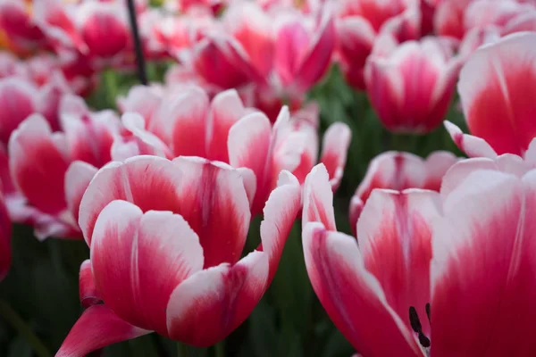 Fleurs de tulipes de couleur rouge et blanche dans un jardin à Lisse, Pays-Bas — Photo