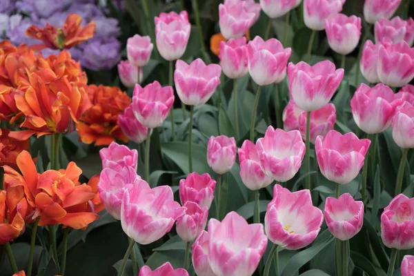 Red and pink color tulip flowers in a garden in Lisse, Netherlan