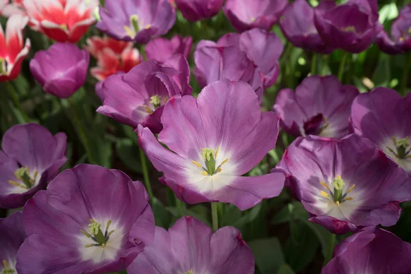 Fleurs de tulipes de couleur violette dans un jardin à Lisse, Pays-Bas, Europe — Photo