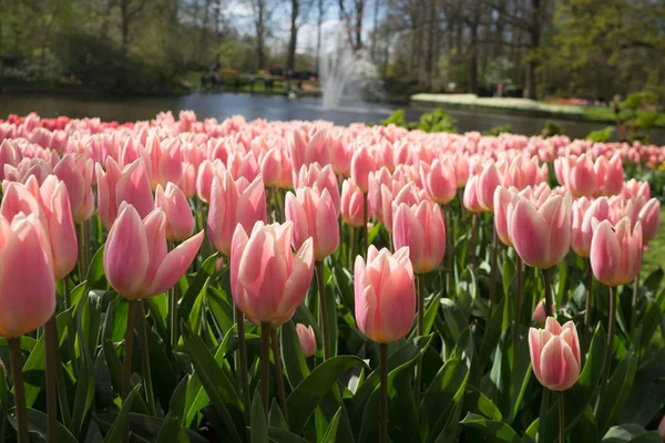 Fiori di tulipano rosa e rosa in un giardino con fontana in — Foto Stock