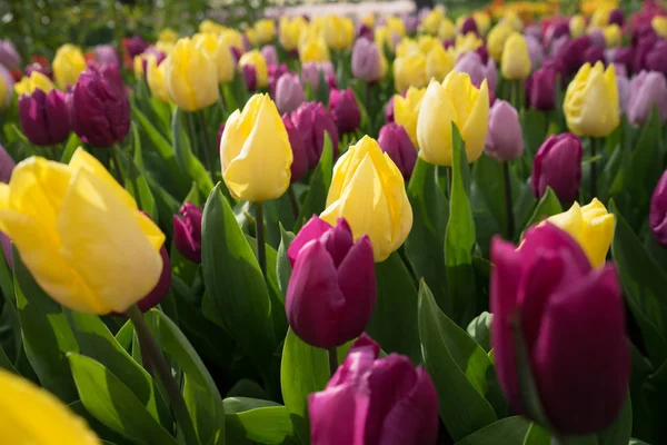 Gelbe und rosafarbene Tulpenblüten in einem Garten mit Springbrunnen — Stockfoto