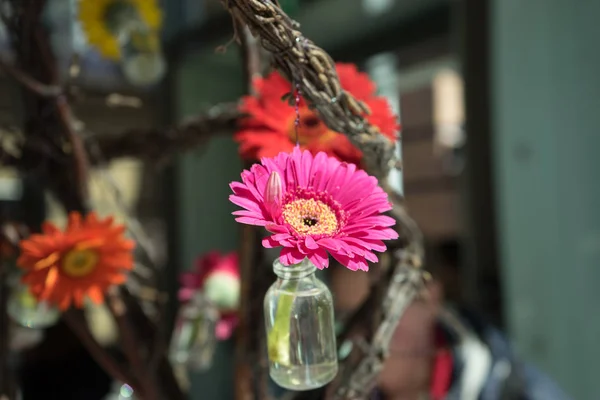 Flor rosa en una botella en Lisse, Keukenhoff, Países Bajos, Europa — Foto de Stock