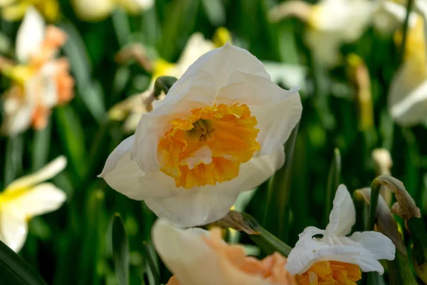 White daffodil in a garden in Lisse, Netherlands, Europe — Stok fotoğraf