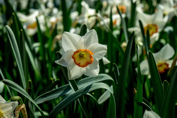 Daffodil branco em um jardim em Lisse, Holanda, Europa — Fotografia de Stock