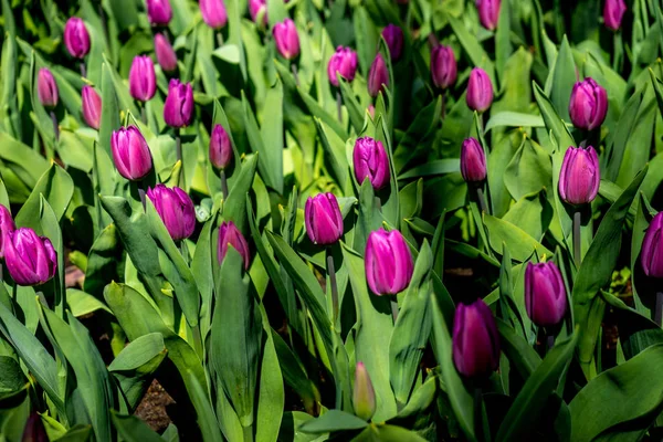 Rose tulips in a garden in Lisse, Netherlands, Europe — Stock Photo, Image