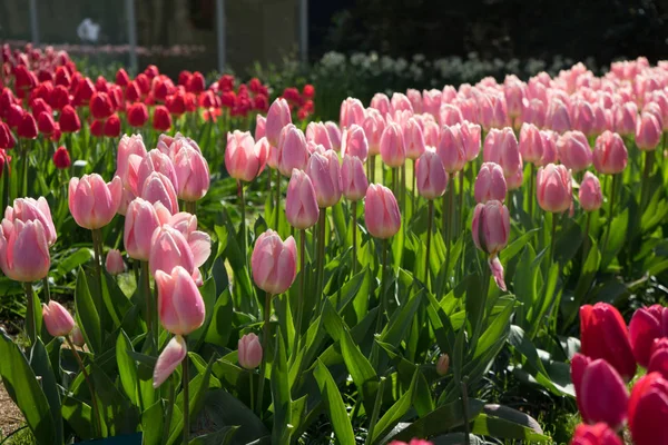 オランダ、リッセの庭でピンクとバラの色のチューリップ, — ストック写真