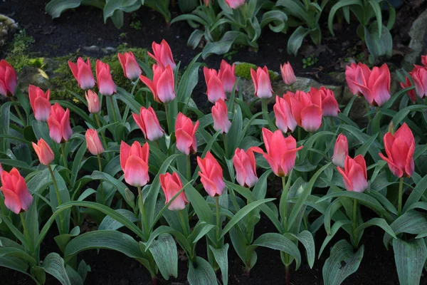 Tulipes roses et roses dans un jardin à Lisse, Pays-Bas , — Photo