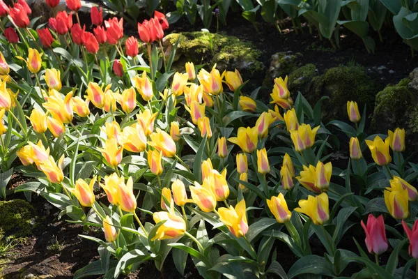 Tulipani gialli in un giardino a Lisse, Paesi Bassi, Europa — Foto Stock